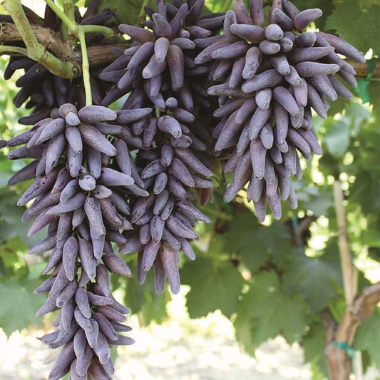 Finger Grape Seeds for Planting Vitis vinifera for home gardens and urban orchards Fruit Vine Seeds for Home Gardens, Trellises & Outdoor Growing