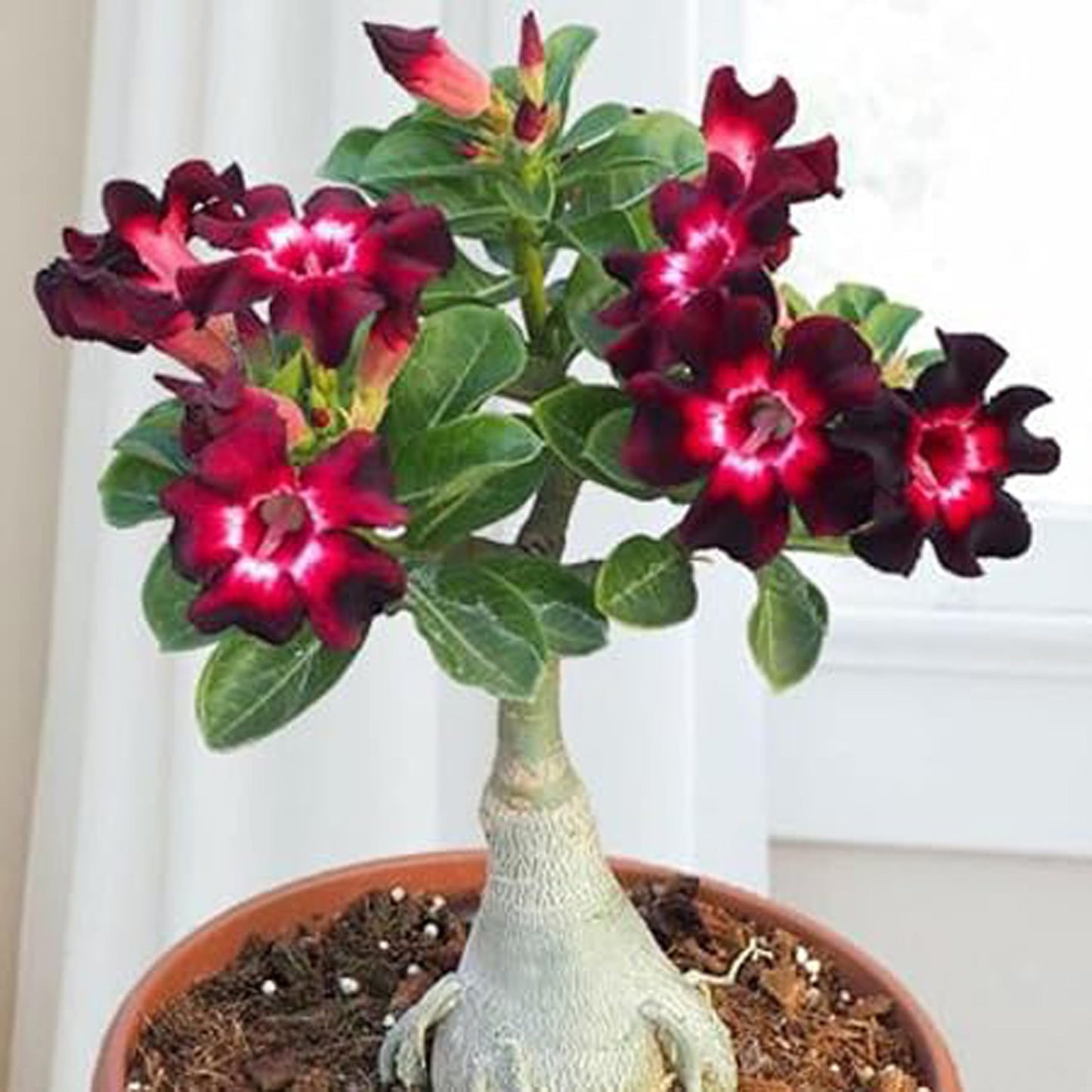 Adenium Desert Rose Mixed Double Petal Seeds for Planting Heirloom Non-GMO Seeds