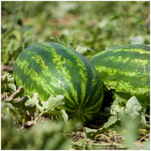 Carolina Cross Watermelon Seeds for Planting Citrullus lanatus for large plots and vegetable gardens Fruit Seeds for Home Gardens, Raised Beds & Outdoor Growing