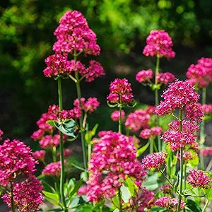 Jupiter¡¯s Beard Centranthus ruber Flower Seeds for Planting in Flower Bed & Garden Heirloom Non-GMO Seeds