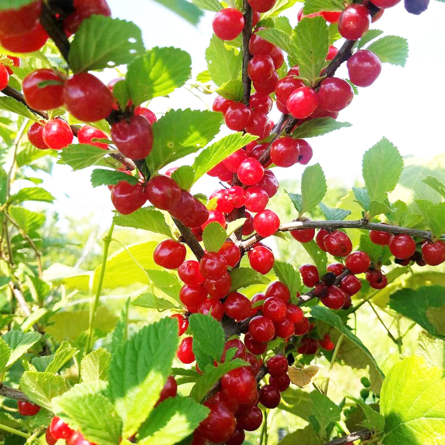 Nanking Cherry Seeds for Planting Prunus tomentosa for edible gardens and backyard landscapes Fruit Seeds for Home Gardens, Containers & Outdoor Growing