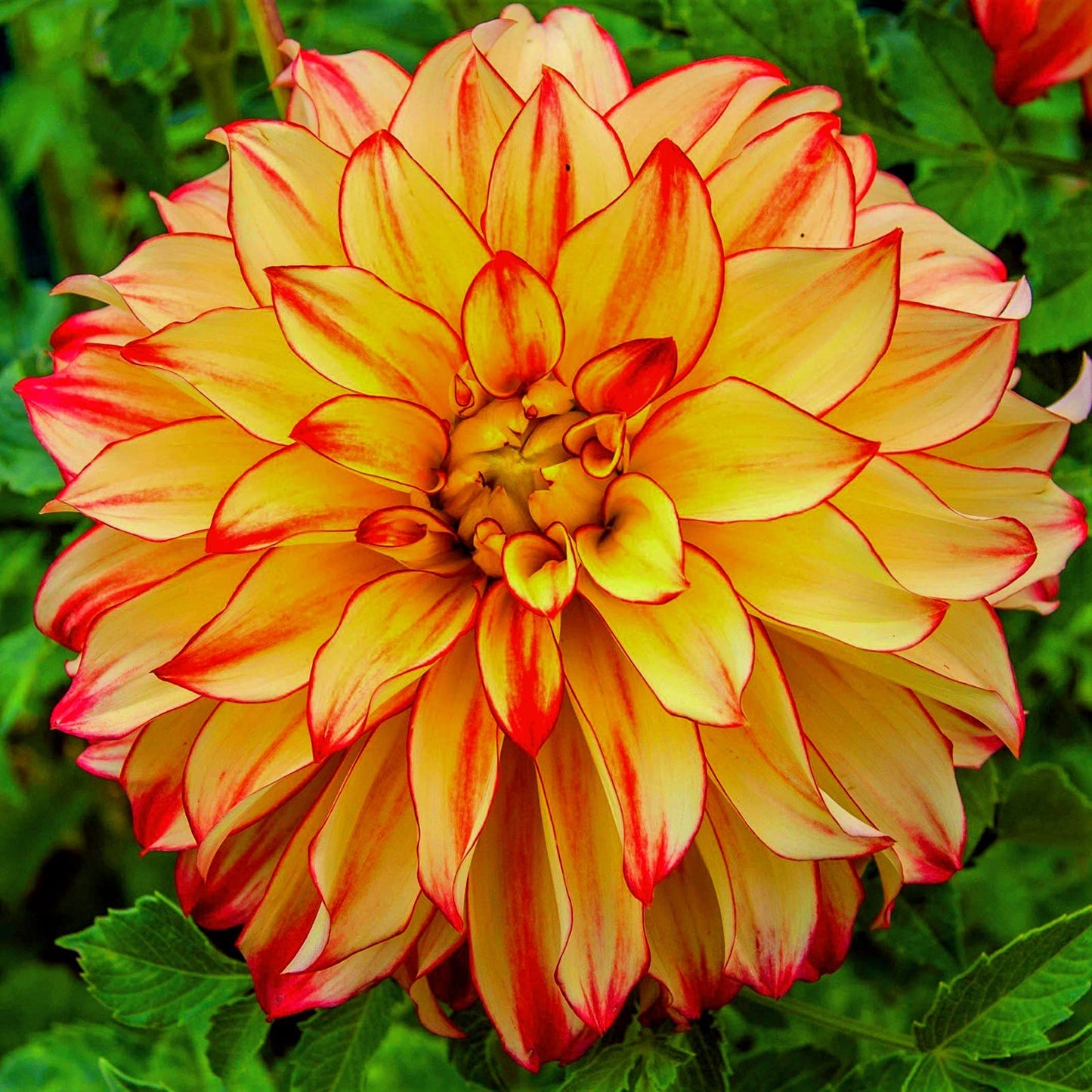 Dahlia Dahlia pinnata Flower Seeds for Planting in Flower Bed and Garden Heirloom Non-GMO Seeds