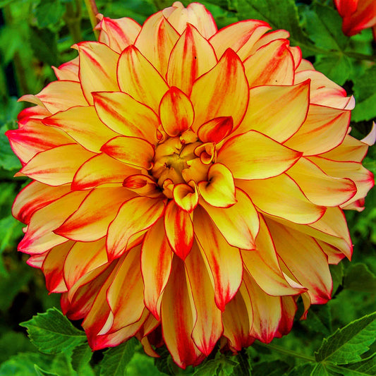 Dahlia Dahlia pinnata Flower Seeds for Planting in Flower Bed and Garden Heirloom Non-GMO Seeds