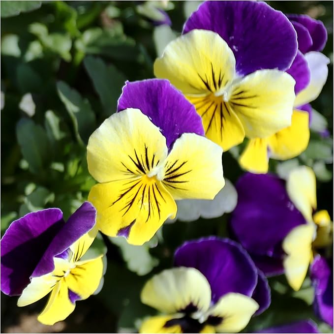 Viola ¨C Johnny Jump-Up Viola tricolor Flower Seeds for Planting in Garden Heirloom Non-GMO Seeds