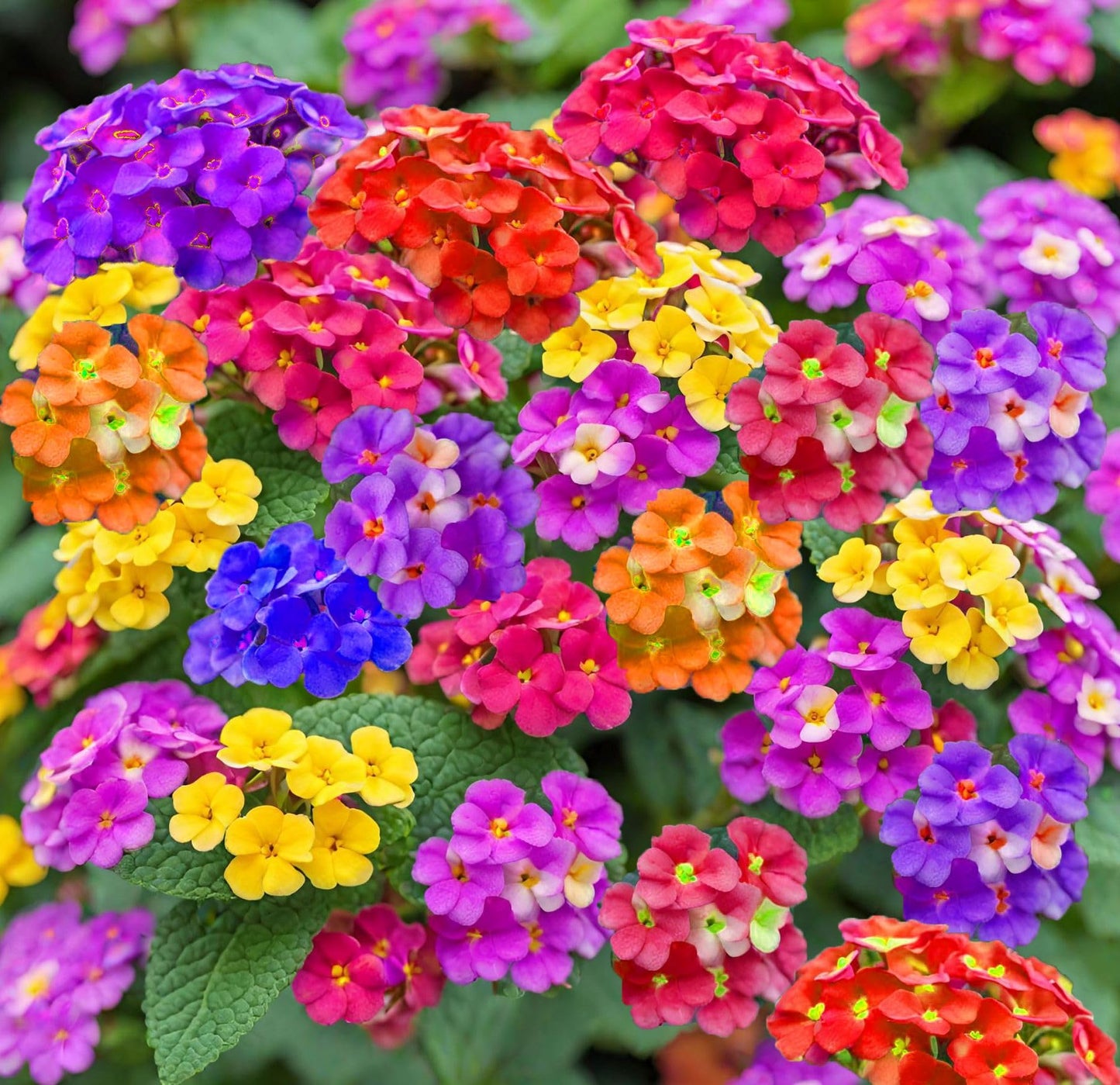 Lantana Camara Mixed Flower Seeds for Planting (Lantana-Blumensamen mischen) Heirloom Non-GMO Seeds