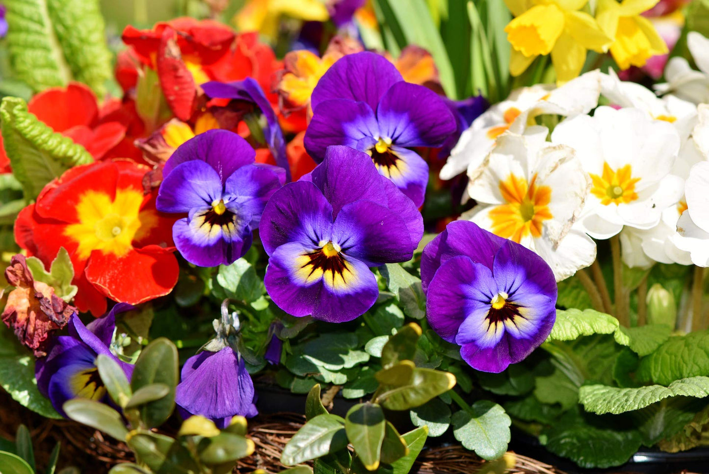 Double Pansy Rococo Mix Viola tricolor Seeds for Planting in Flower Bed Heirloom Non-GMO Seeds