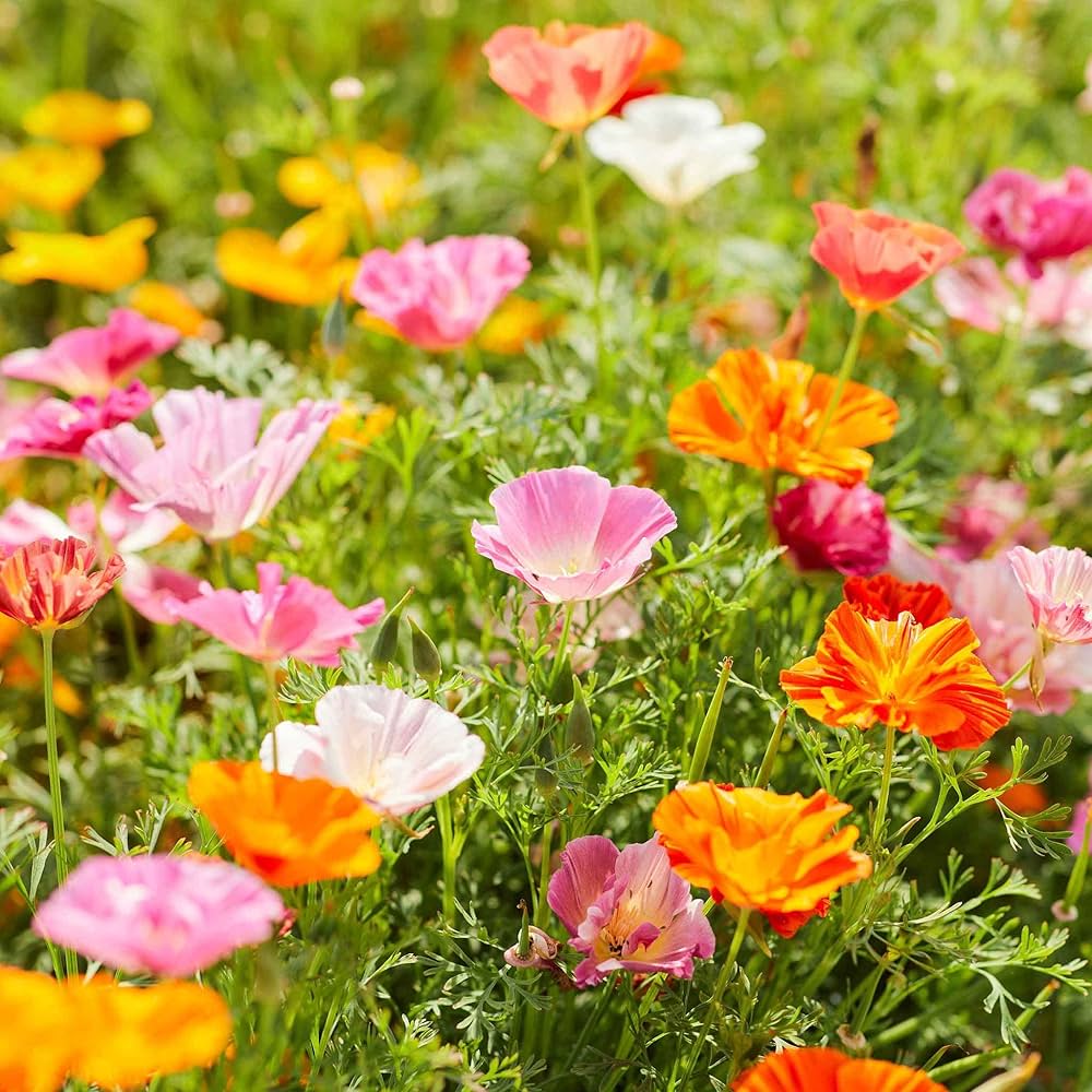 Giganteum Poppy Seeds for Planting Papaver somniferum for flower beds and wildflower gardens Heirloom Non-GMO Seeds