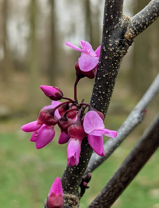 Eastern Redbud Tree Seeds for Planting Cercis Canadensis native garden flowering tree row Heirloom Non-GMO Seeds