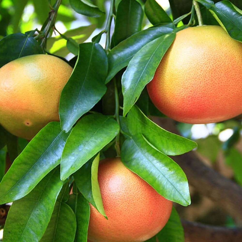 Grapefruit Citrus paradisi Fruit Seeds for Planting Fruit Vine Seeds for Home Gardens, Trellises & Outdoor Growing