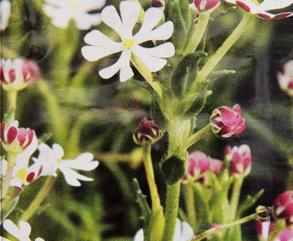 Night Blooming Zaluzianskya Phlox Flower Seeds for Planting Heirloom Non-GMO Seeds