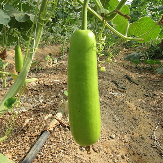 Bottle Gourd Seeds for Planting Lagenaria siceraria for vegetable patches and backyard gardens for Planting, Premium See