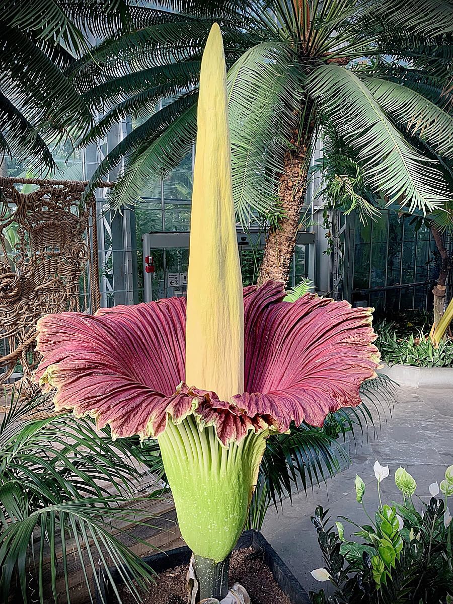 Corpse Flower Amorphophallus titanum Seeds for Planting in Tropical Garden and Botanical Garden Heirloom Non-GMO Seeds