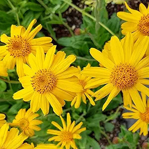 Arnica Herb Plant Arnica montana Seeds for Planting in Herb Garden & Home Garden Heirloom Non-GMO Seeds