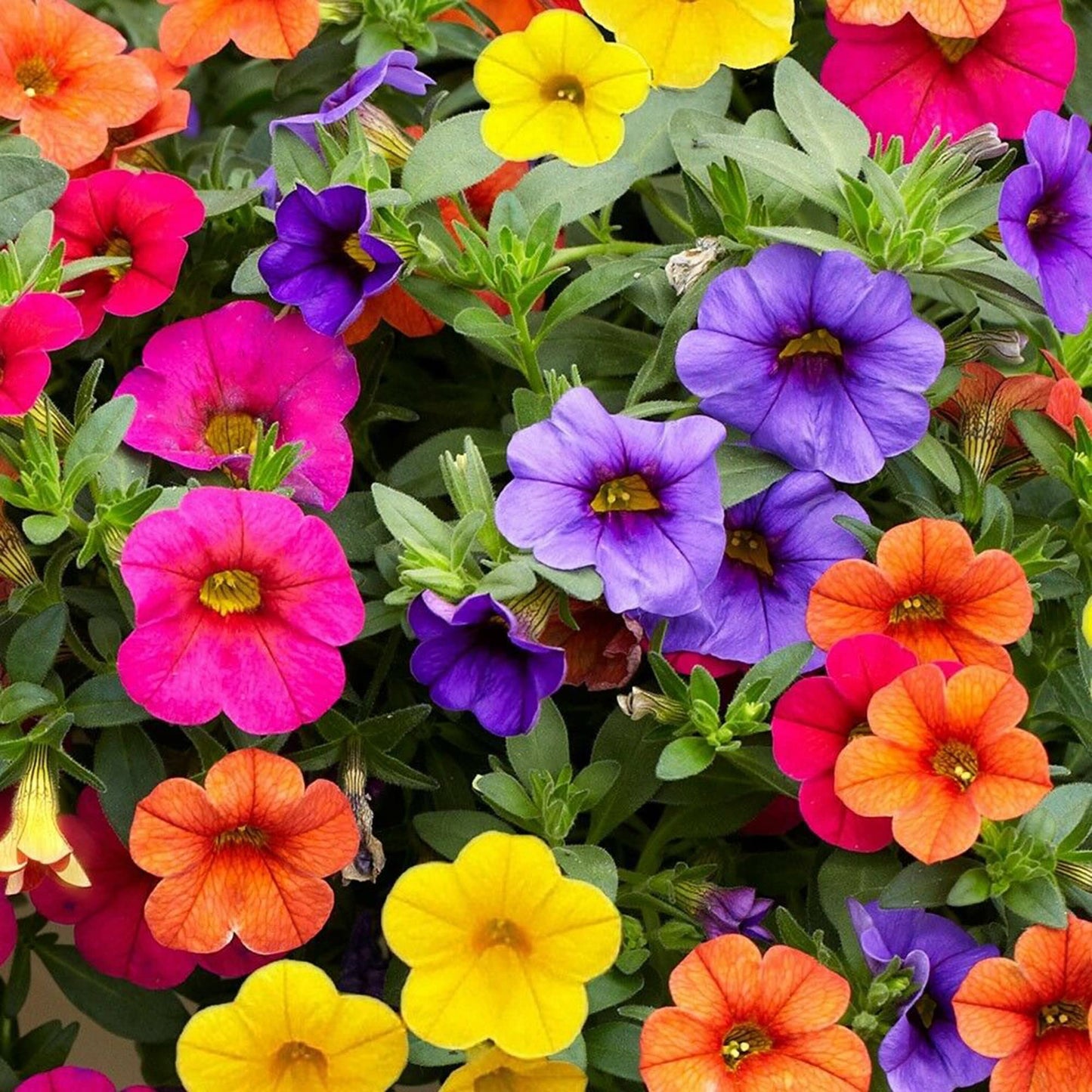 Calibrachoa Million Bells Flower Seeds for Planting Heirloom Non-GMO Seeds