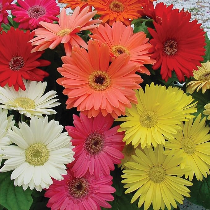Gerbera Daisy Gerbera jamesonii Seeds for Planting in Flower Bed & Garden Heirloom Non-GMO Seeds