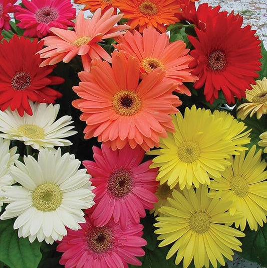 Gerbera Daisy Gerbera jamesonii Seeds for Planting in Flower Bed & Garden Heirloom Non-GMO Seeds