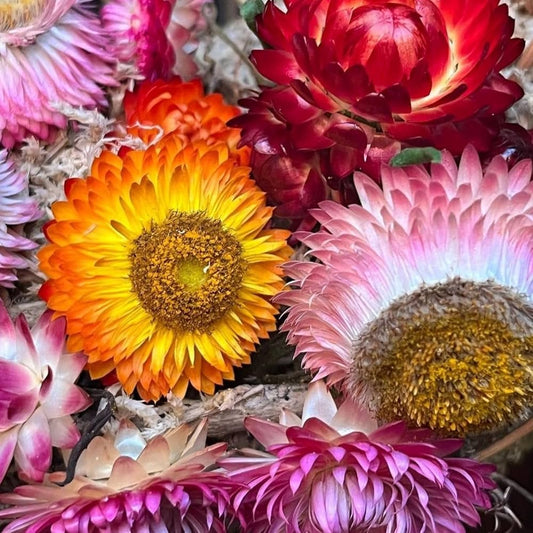Helichrysum Bracteatum Strawflower Mixed Seeds for Planting Heirloom Non-GMO Seeds