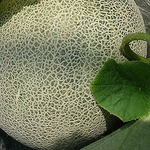 Ichiba Kouji Melon Cucumis melo Seeds for Planting in Garden & Orchard Fruit Seeds for Home Gardens, Raised Beds & Outdoor Growing