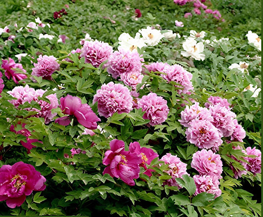 Peony Paeonia lactiflora Flower Seeds for Planting Heirloom Non-GMO Seeds