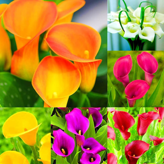 Calla Lily Seeds for Planting Zantedeschia spp. for flower beds and water gardens Heirloom Non-GMO Seeds