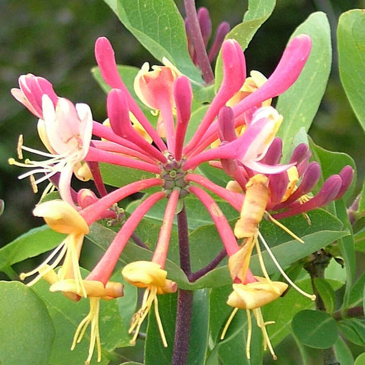 Honeysuckle Vine Lonicera spp Flower Seeds for Planting in Garden Trellis and Fence Heirloom Non-GMO Seeds