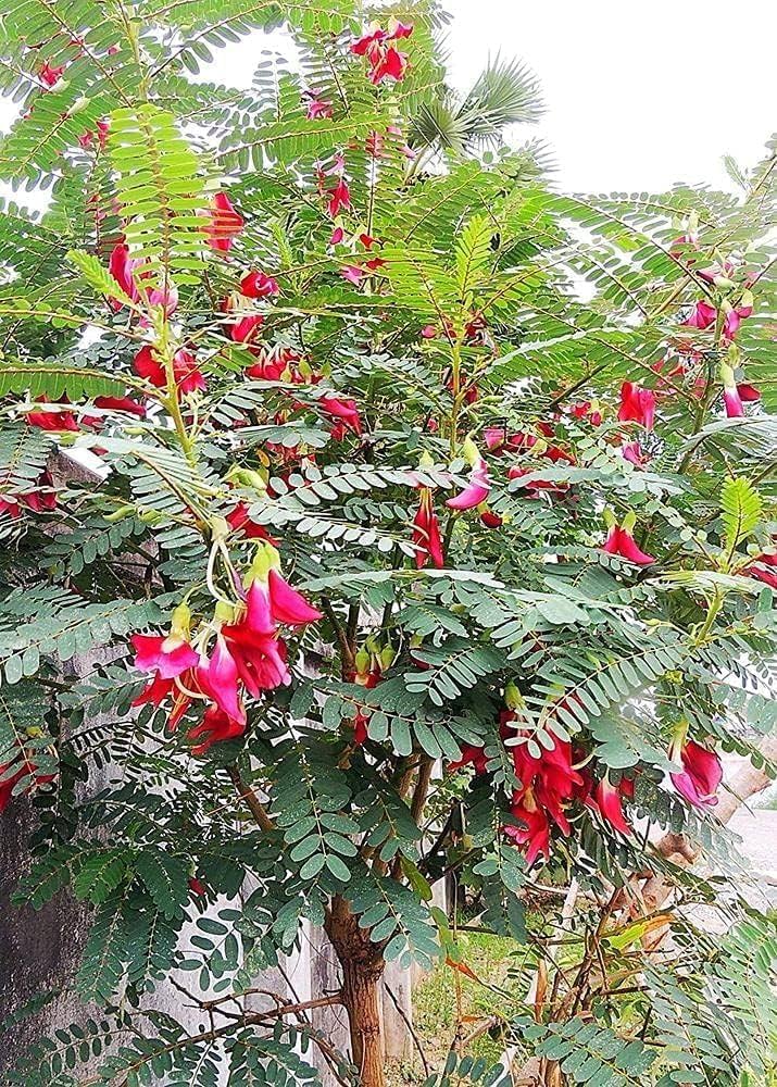 Agathosma Apiculata Seeds for Planting Agathosma apiculata for herb gardens and fragrant landscapes | Heirloom Non-GMO Herb Seeds for Home Gardens