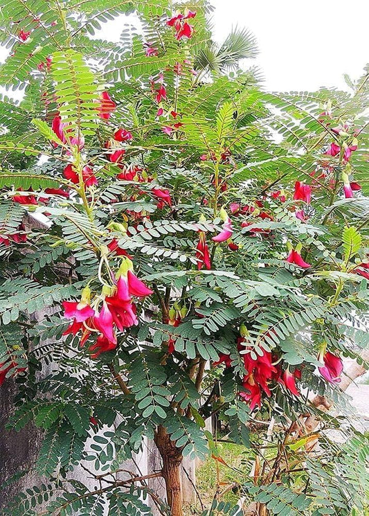 Agathosma Apiculata Seeds for Planting Agathosma apiculata for herb gardens and fragrant landscapes | Heirloom Non-GMO Herb Seeds for Home Gardens