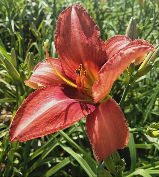 Daylily Hemerocallis spp. Seeds for Planting Heirloom Non-GMO Seeds