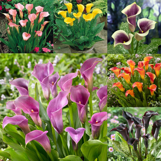 Calla Lilly Zantedeschia spp Flower Seeds for Planting in Garden and Flower Bed Heirloom Non-GMO Seeds