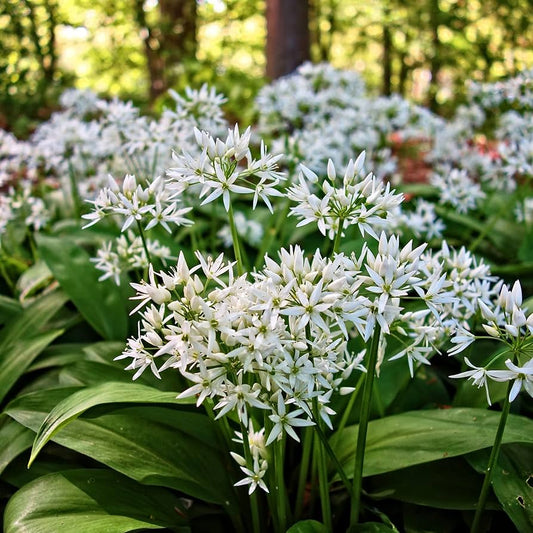 Wild Leek Allium tricoccum Flower Seeds for Planting Heirloom Non-GMO Seeds