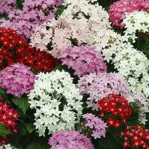Mixed Pentas Pentas lanceolata Seeds for Planting in Flower Bed & Garden Heirloom Non-GMO Seeds