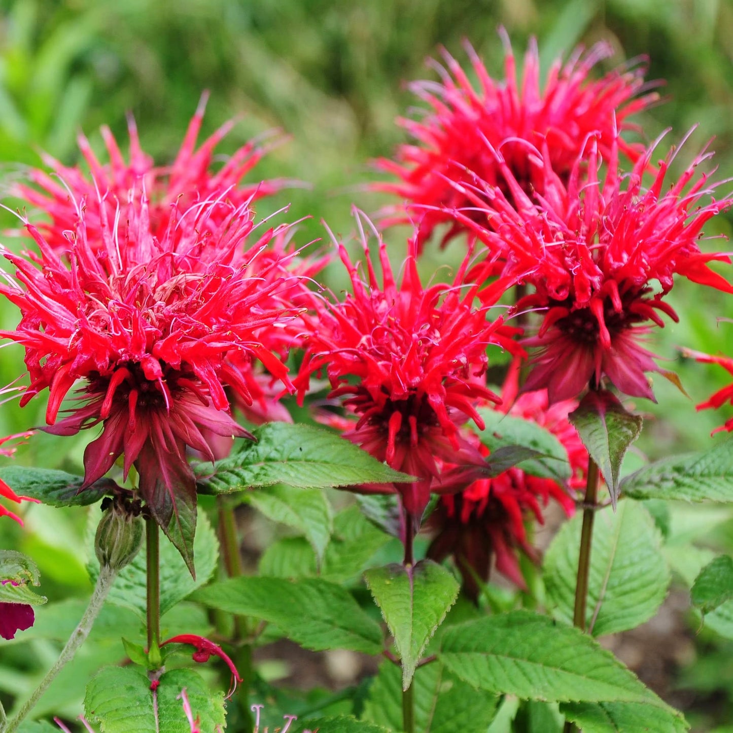 Bergamot Monarda Didyma Seeds for Planting Monarda didyma for flower beds and herb gardens | Heirloom Non-GMO Flower Seeds for Home Gardens