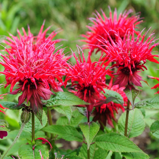 Bergamot Monarda Didyma Seeds for Planting Monarda didyma for flower beds and herb gardens | Heirloom Non-GMO Flower Seeds for Home Gardens