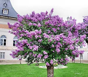 Syringa Villivosa Lilac Syringa spp Flower Seeds for Planting in Garden Heirloom Non-GMO Seeds