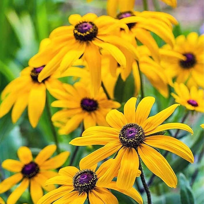 Susane Thunbergia alata Flower Seeds for Planting Heirloom Non-GMO Seeds