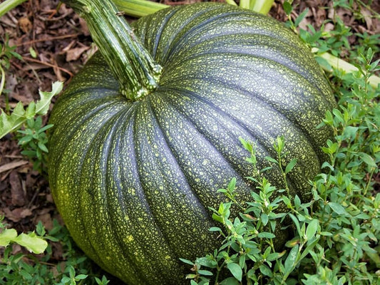 Apple Pumpkin Seeds for Planting Cucurbita pepo for vegetable patch and backyard garden for Planting, Premium Seeds | He