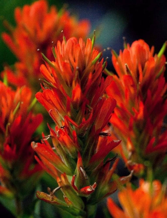 Castilleja Coccinea Seeds for Planting in Wildflower Garden and Meadow Heirloom Non-GMO Seeds