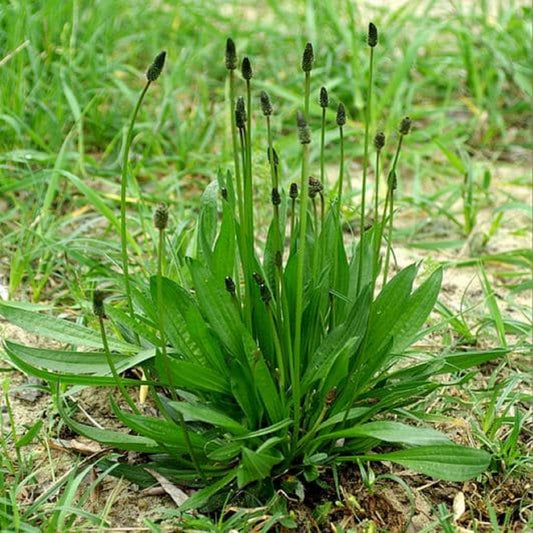 Mixed Lanceolata Plantago lanceolata Flower Seeds for Planting in Garden and Meadow Heirloom Non-GMO Seeds