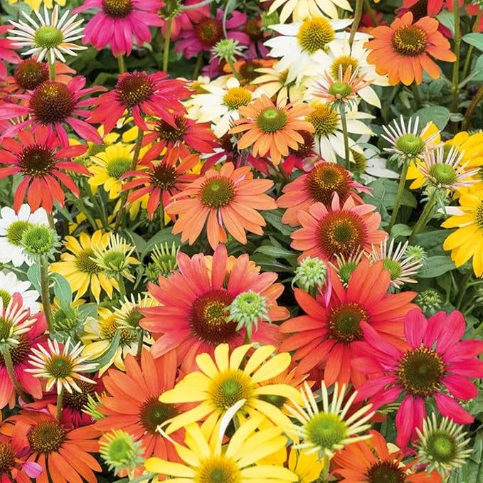 Echinacea 'Sunbird' Chrysanthemum Echinacea purpurea Seeds for Planting in Flower Bed & Garden Heirloom Non-GMO Seeds