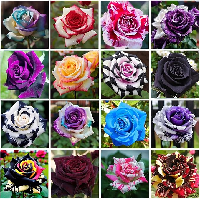 Holland Rainbow Rose Rosa spp Flower Seeds for Planting in Flower Bed Heirloom Non-GMO Seeds