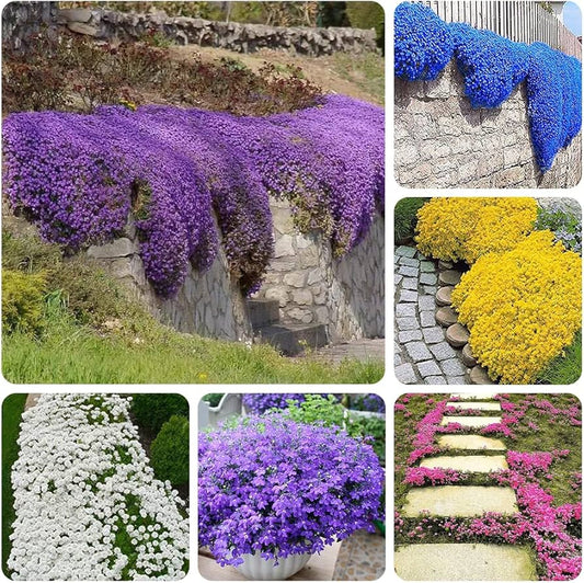Lavender Creeping Thyme Thymus serpyllum Seeds for Planting in Herb Garden | Heirloom Non-GMO Herb Seeds for Home Gardens