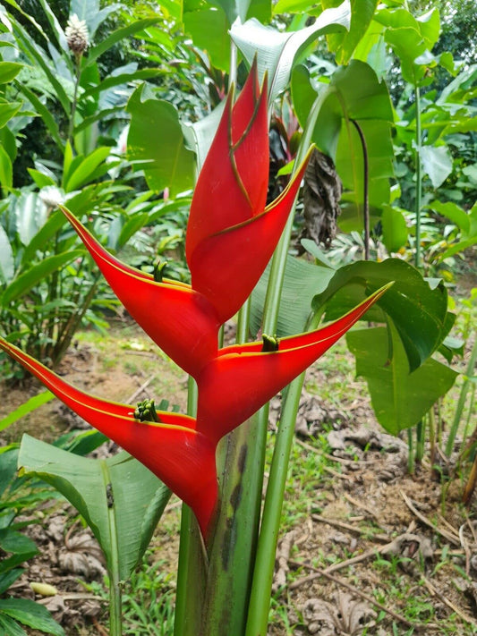 Heliconia Sclerotricha Seeds for Planting Heliconia sclerotricha for tropical gardens and flower beds Heirloom Non-GMO S