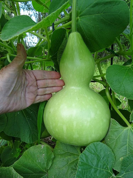 Calabash Round Bottle Pumpkin Seeds for Planting Lagenaria siceraria for vegetable patches and creative gardens for Plan