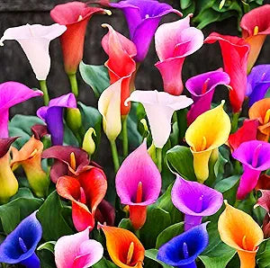 Tage Lily Flower Lilium spp. Seeds for Planting in Flower Bed & Garden Heirloom Non-GMO Seeds