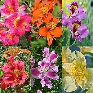 Alstroemeria Alstroemeria spp Flower Seeds for Planting in Flower Bed Heirloom Non-GMO Seeds