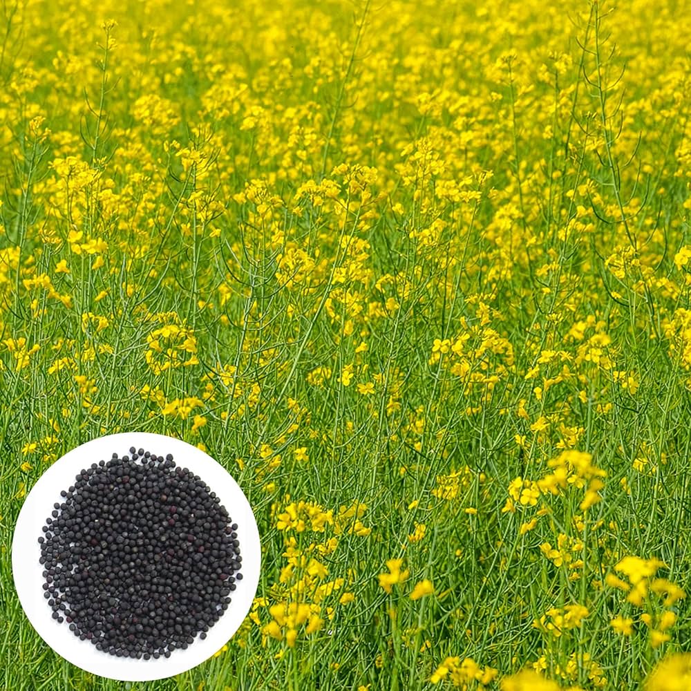 Rapeseed Flower Brassica napus Seeds for Planting vegetable patch urban garden for Planting, Premium Seeds | Heirloom No