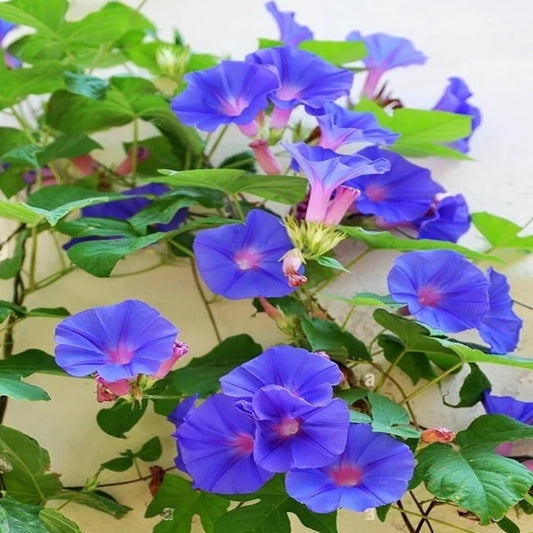 Glory Morning Glory Flower Seeds for Planting Heirloom Non-GMO Seeds