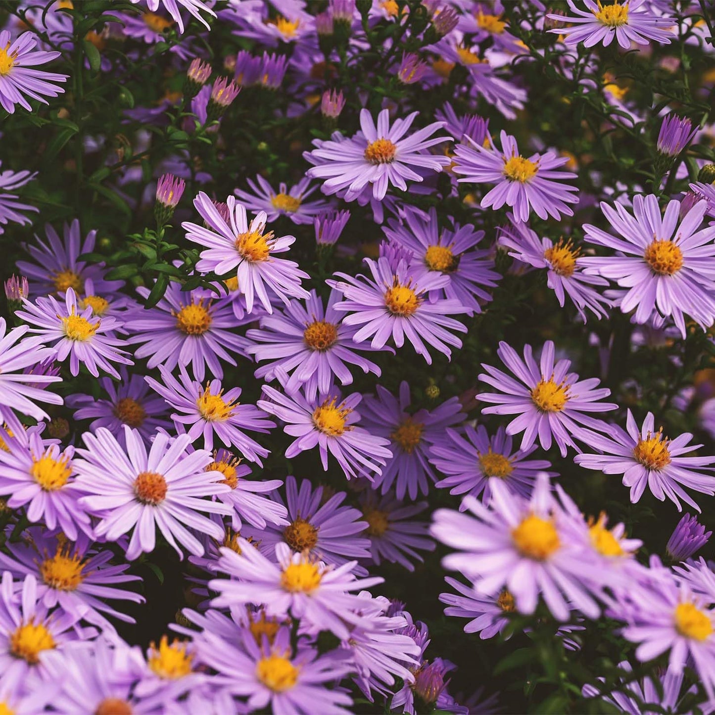 Aster Aster spp. Flower Seeds for Planting Heirloom Non-GMO Seeds