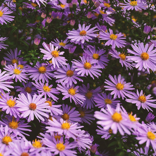 Aster Aster spp. Flower Seeds for Planting Heirloom Non-GMO Seeds