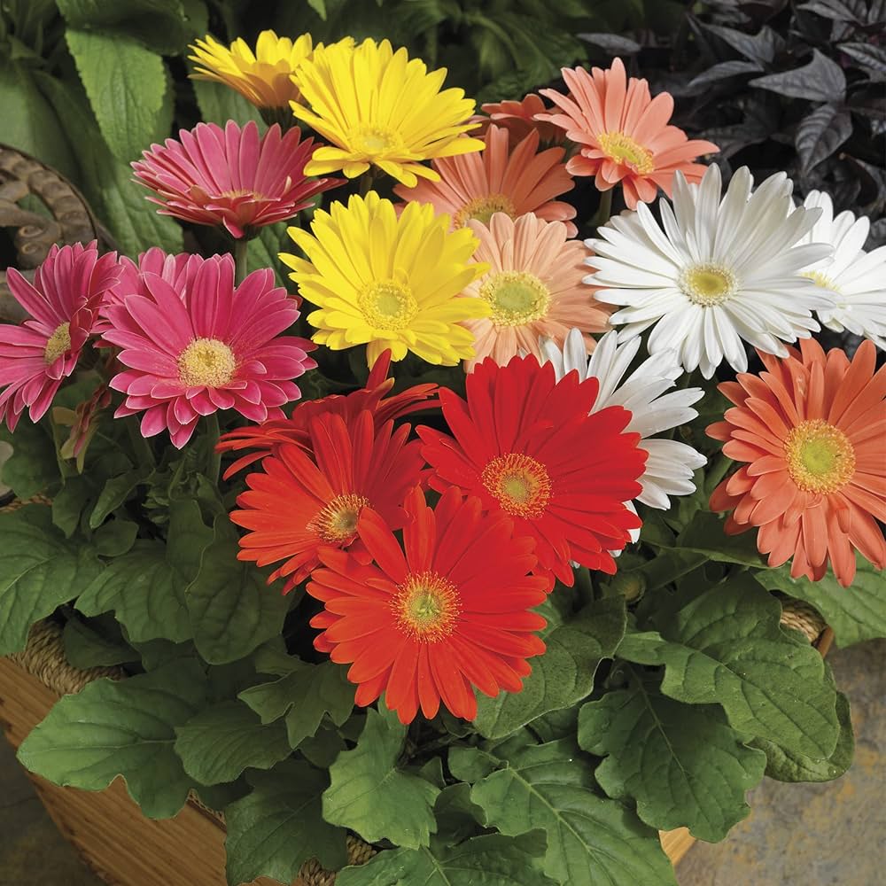 Gerbera Daisy Gerbera jamesonii Mixed Flower Seeds for Planting in Flower Bed Heirloom Non-GMO Seeds